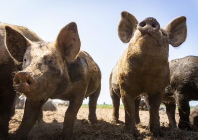 Pigs at Viva Farms in Burlington, WA.