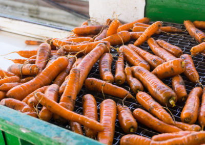 Freshly harvested carrots being washed and cleaned for market.